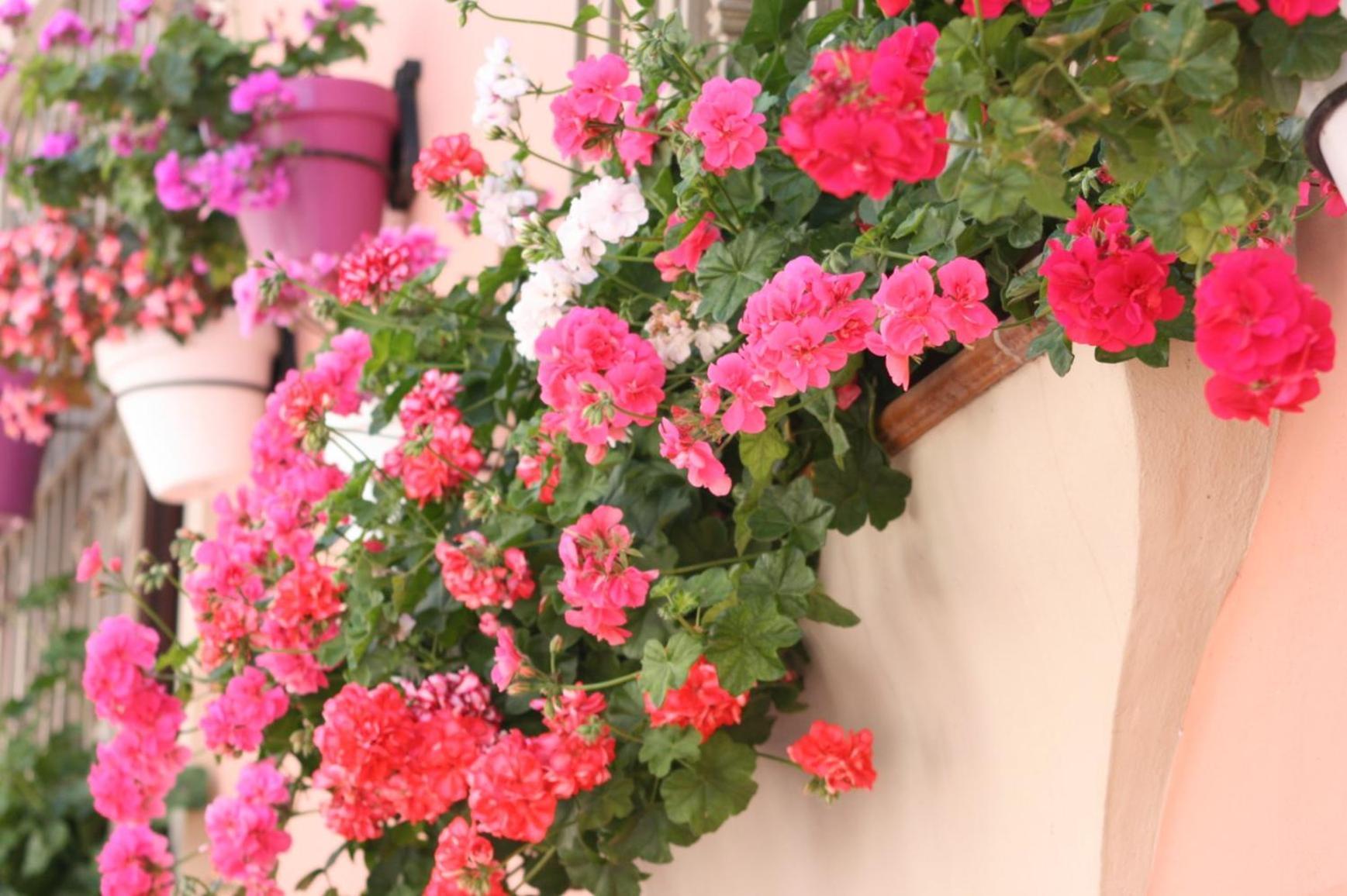 Hotel El Pilar Andalucia Estepona Luaran gambar